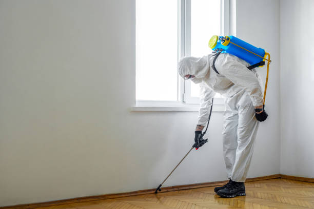 Best Wasp Removal Services  in Harvey, LA