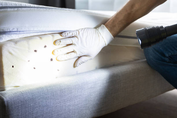 Best Pest Control Near Me in Harvey, LA