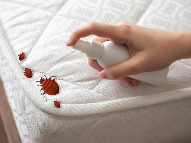 Best Mosquito Control Services  in Harvey, LA