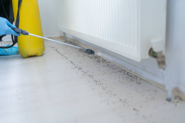 Best Pest Prevention Services  in Harvey, LA